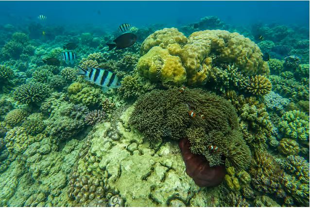 gili sudak