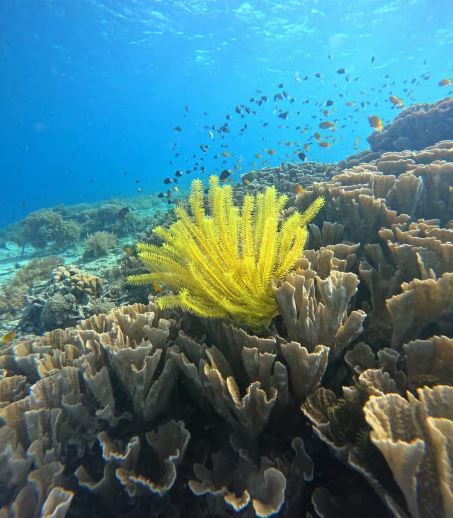 Karang Alami Gili