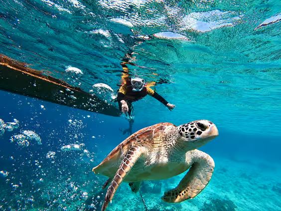Snorkeling Gili Bersama Kura-kura